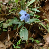 Eranthemum capense L.